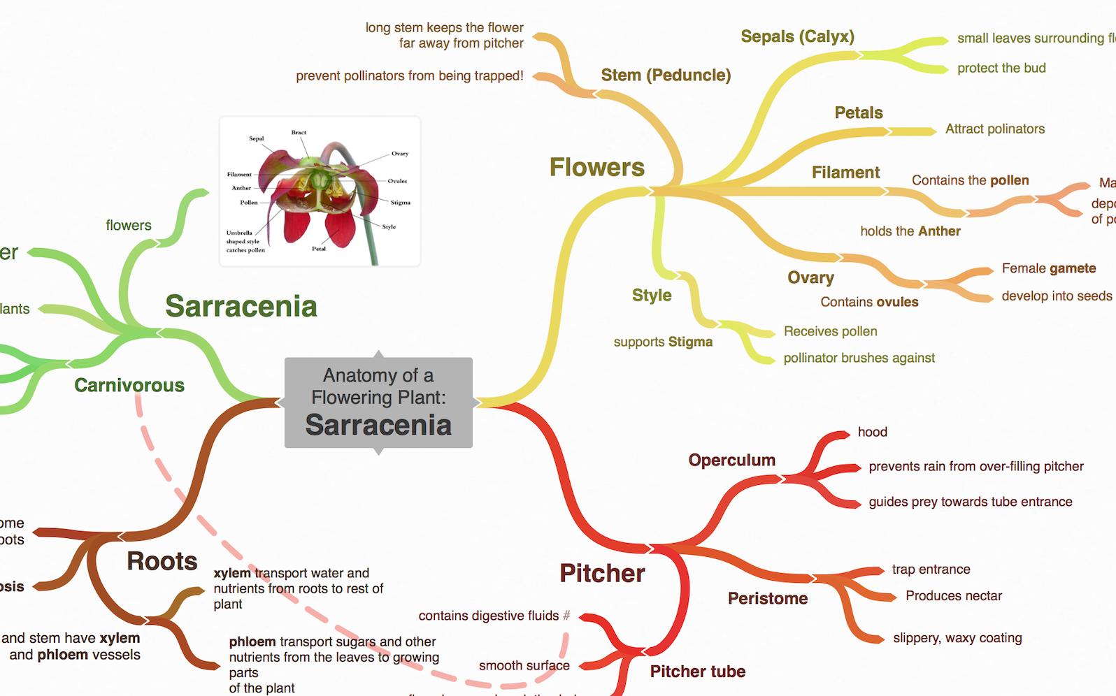 Mind map showing the features of a plant