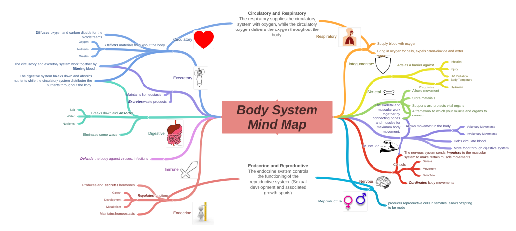 Body System Mind Map (Muscular (Allows movement in the body (Voluntary…