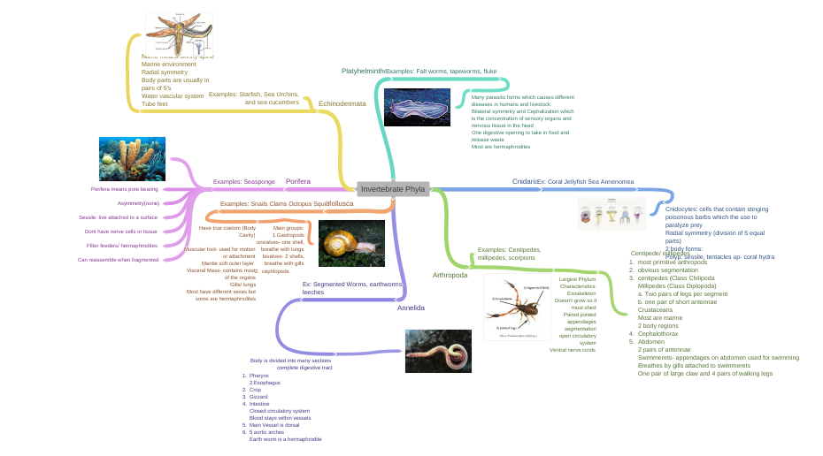Invertebrate Phyla - Coggle Diagram