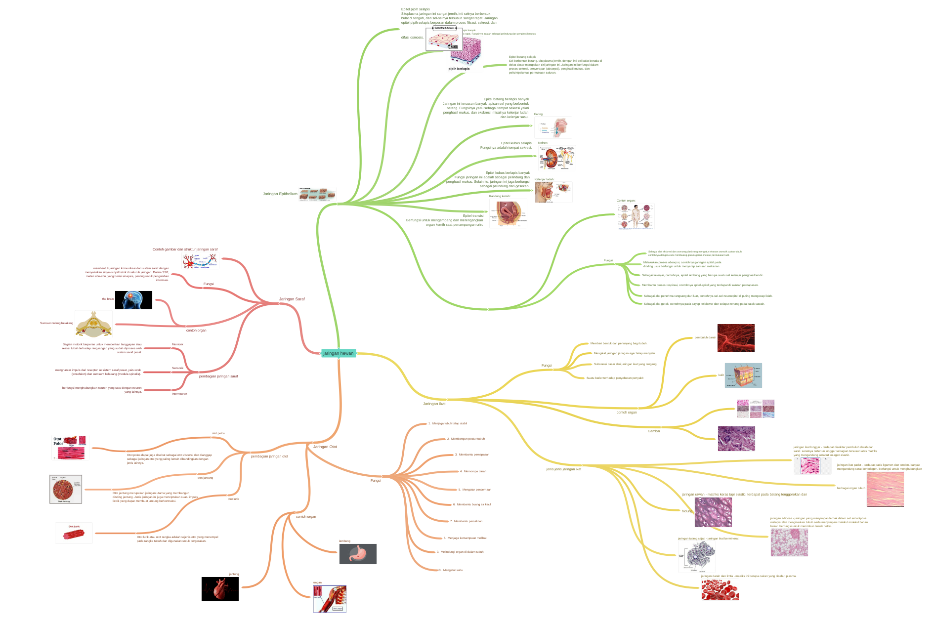  jaringan  hewan  Coggle Diagram
